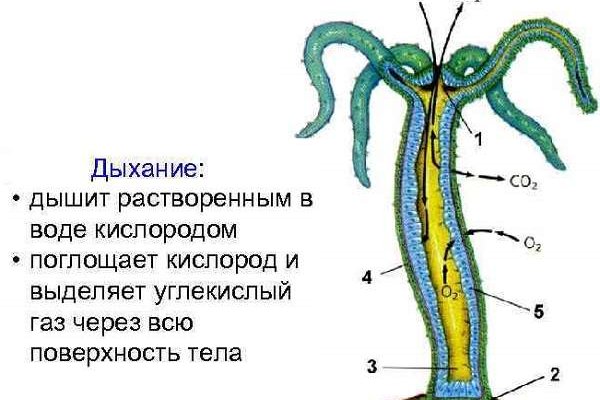 Кракен нов