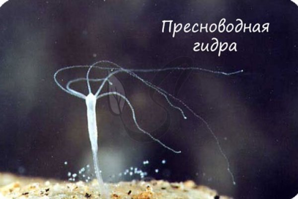 Кракен без тор