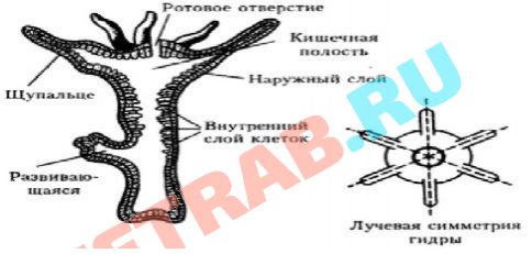 Даркнет официальный сайт на русском