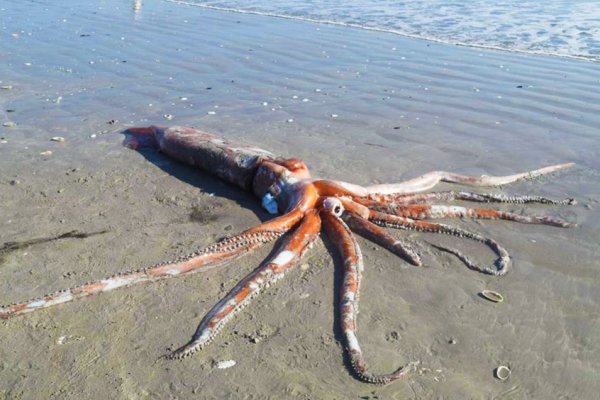 Kraken russia